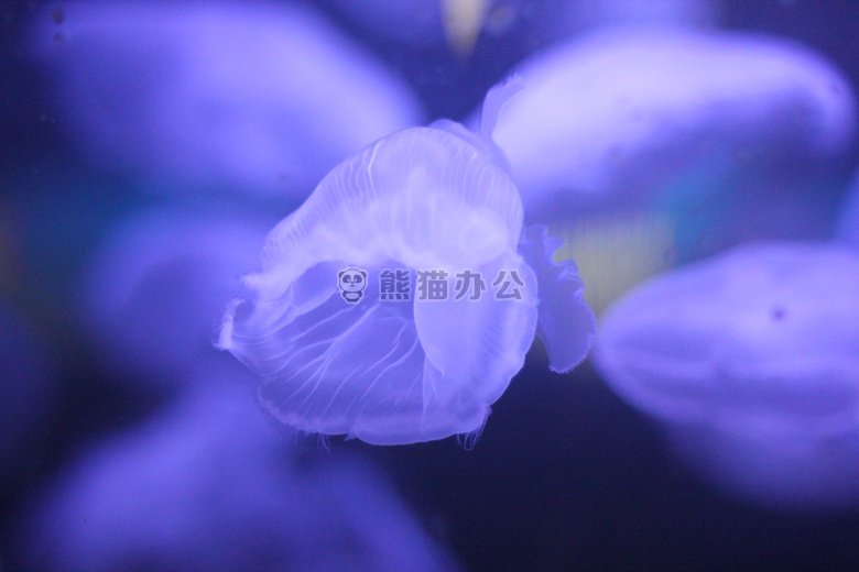 水族馆 水母 紫色