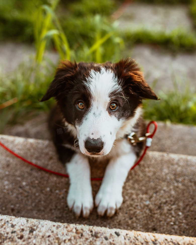 呆萌边牧成犬图片