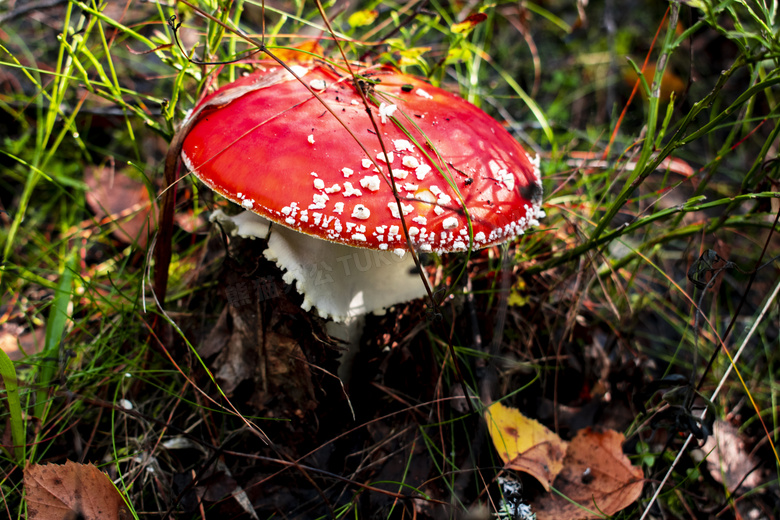 地面红色鹅膏菌菇图片