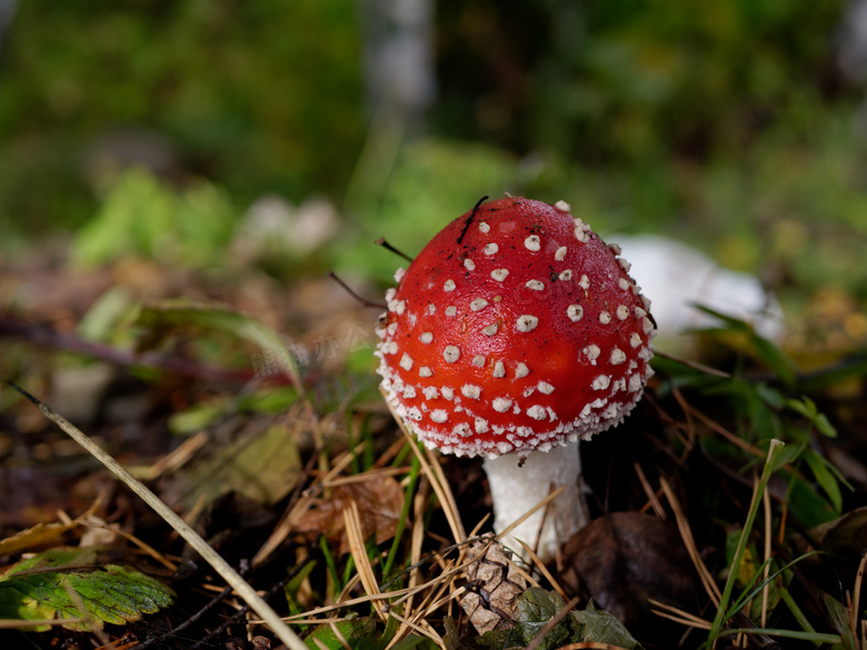森林红色毒蘑菇包图片