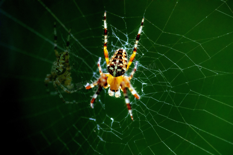 户外蜘蛛知网图片