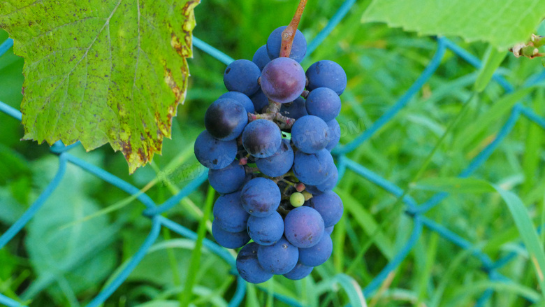 一串黑葡萄图片