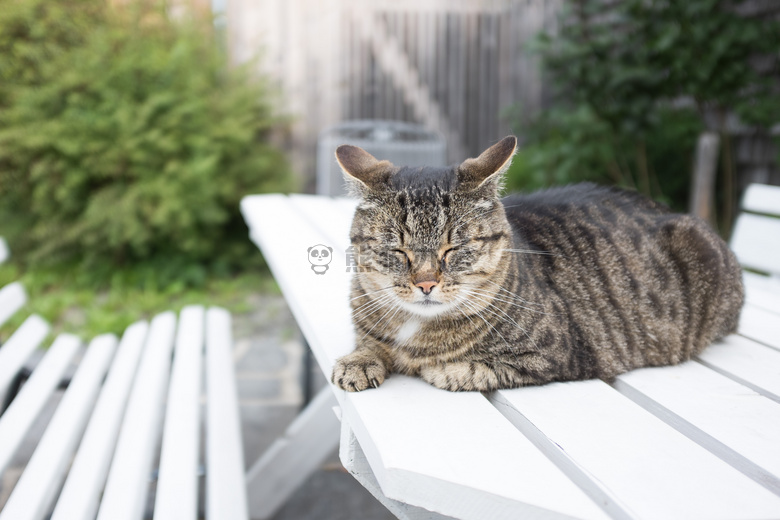 动物 长凳 猫