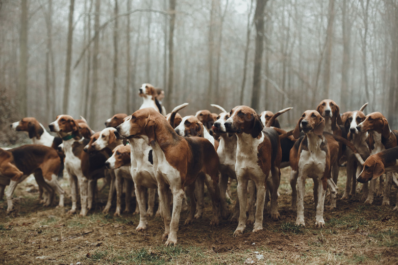 纯种惠比特犬图片 纯种惠比特犬图片大全