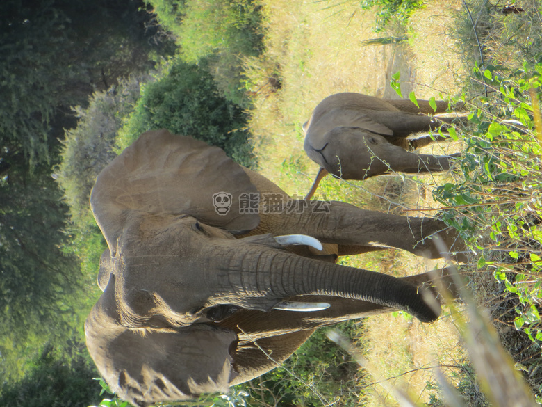 非洲 宝贝 大象