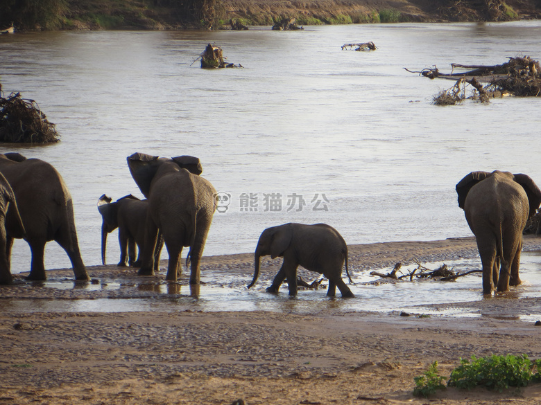 非洲 大象 肯尼亚