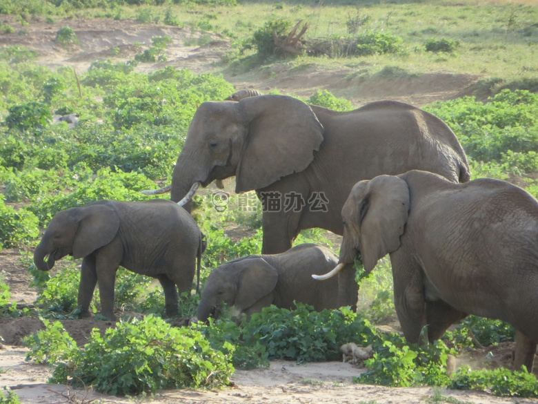 非洲 大象 肯尼亚
