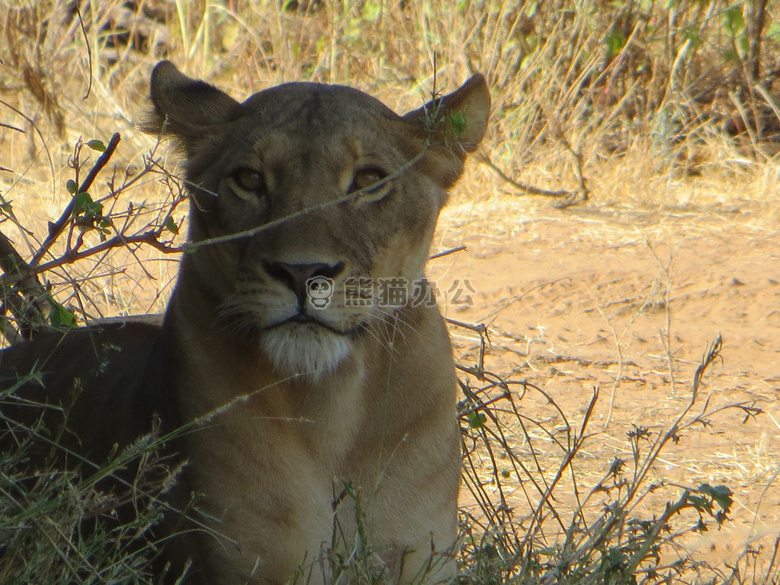 非洲 肯尼亚 狮子