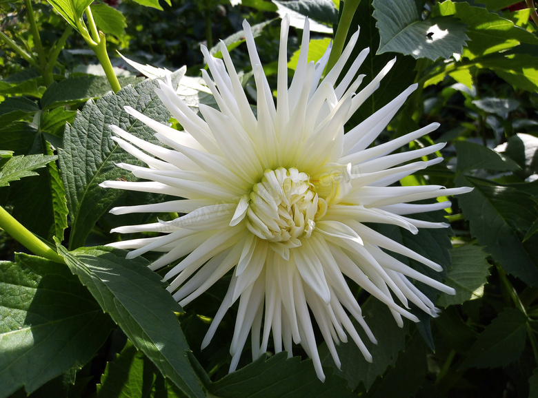 白色大丽花花朵图片