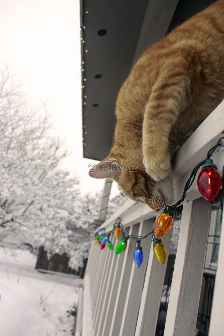 猫 圣诞节 假日