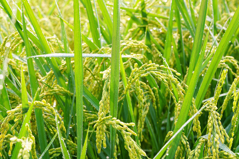 稻田绿色稻穗图片