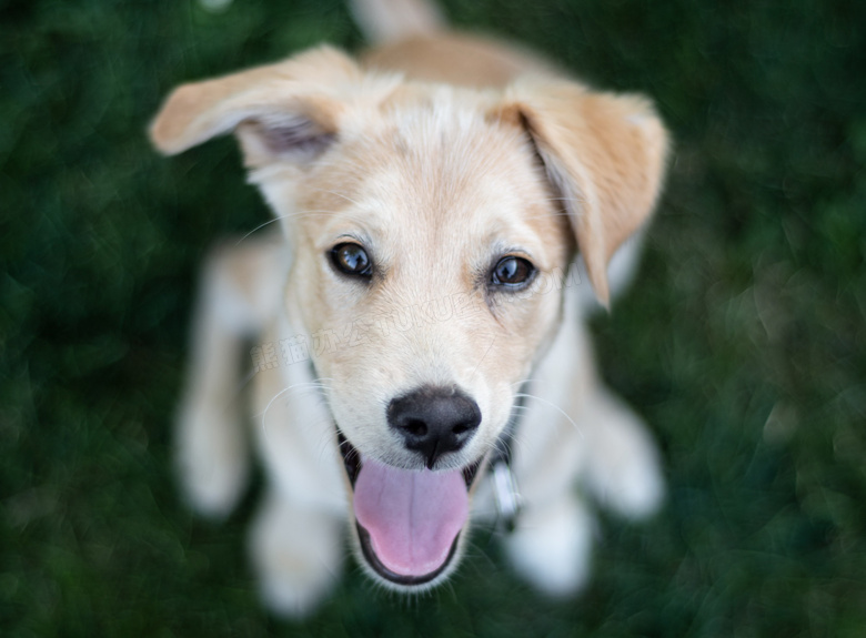 纯种拉布拉多幼犬图片