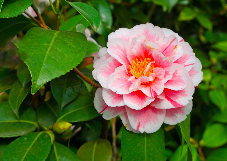 山茶花花朵图片