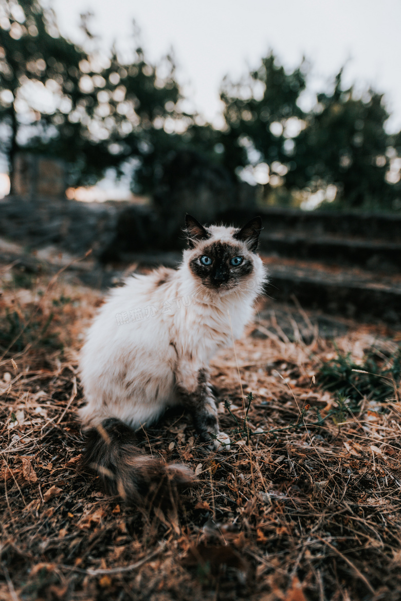 黑白伯曼猫图片