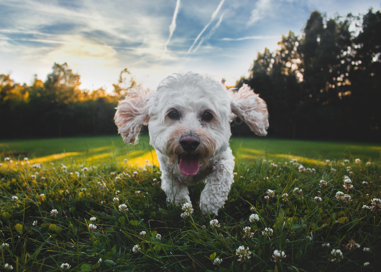 可爱白色比熊犬图片 可爱白色比熊犬图片大全