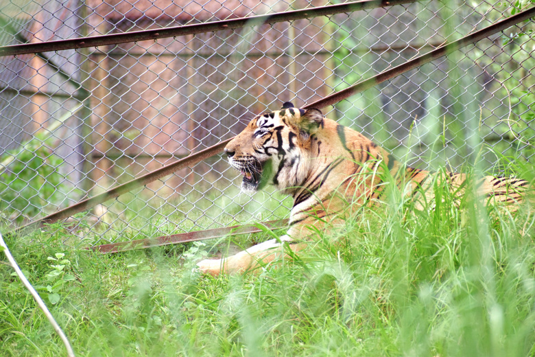 动物园老虎摄影图片