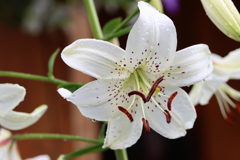 雨后绽放白色百合花图片