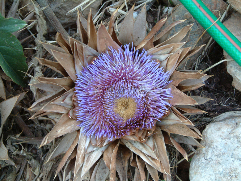 朝鲜蓟 花 自然