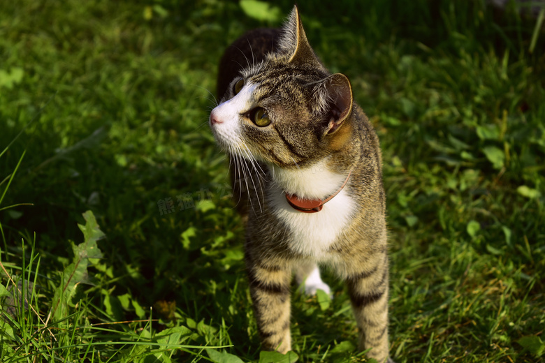 国内虎斑猫图片