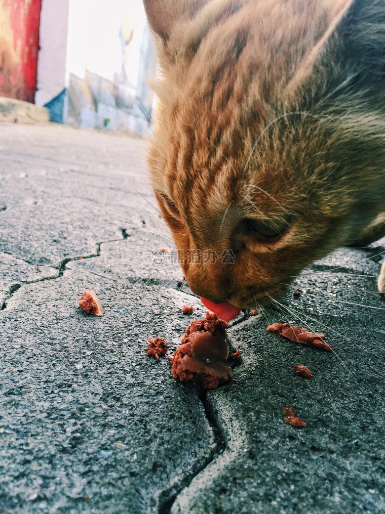 猫 吃 好吃