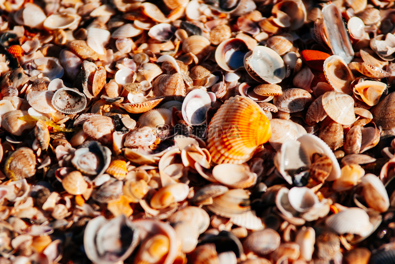 海滩 橙色 珍珠