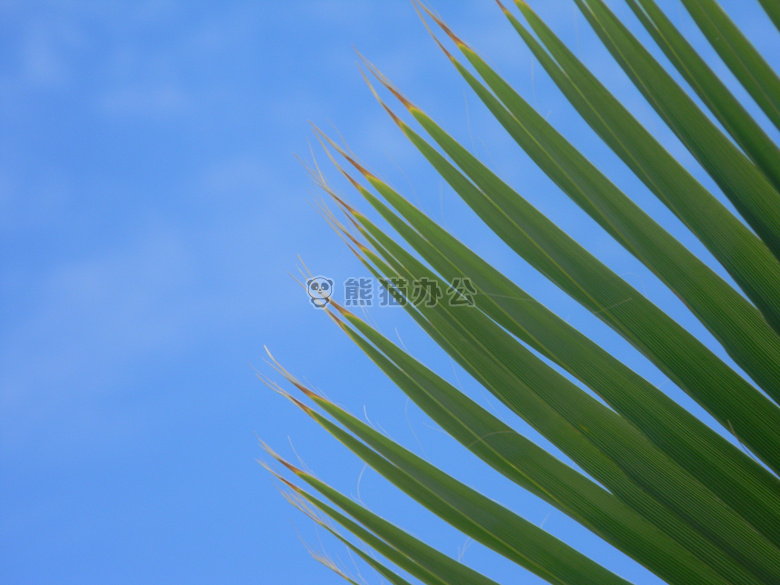 棕榈 棕榈树 天空