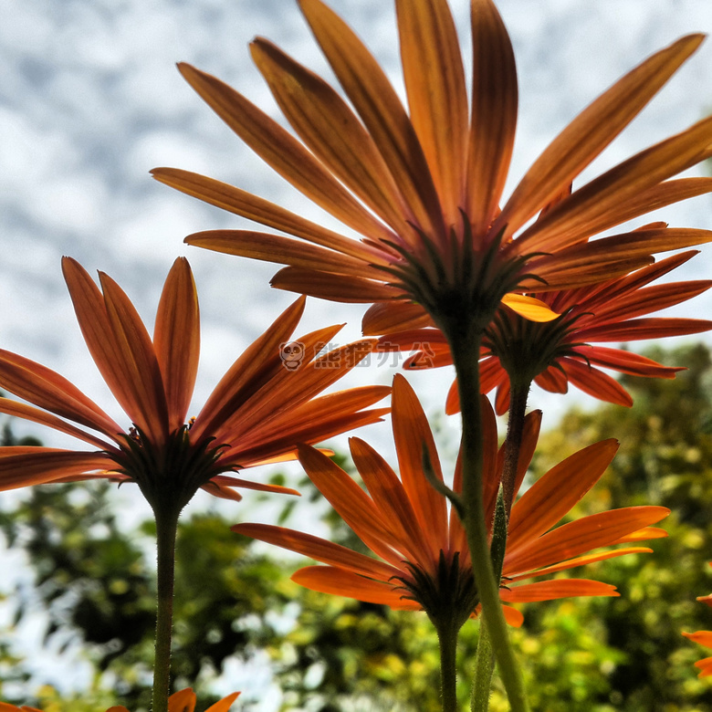 特写 花 花瓣