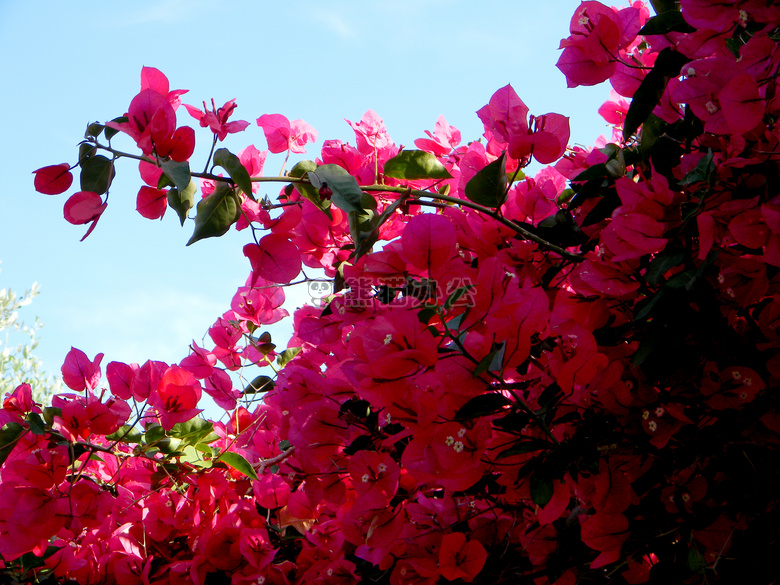 花 粉红色 天空