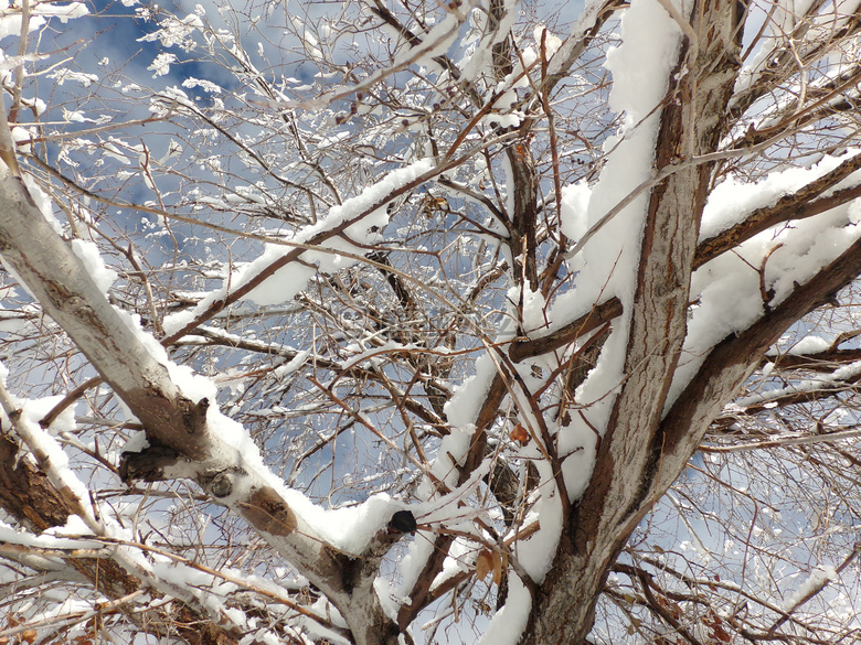 雪 树