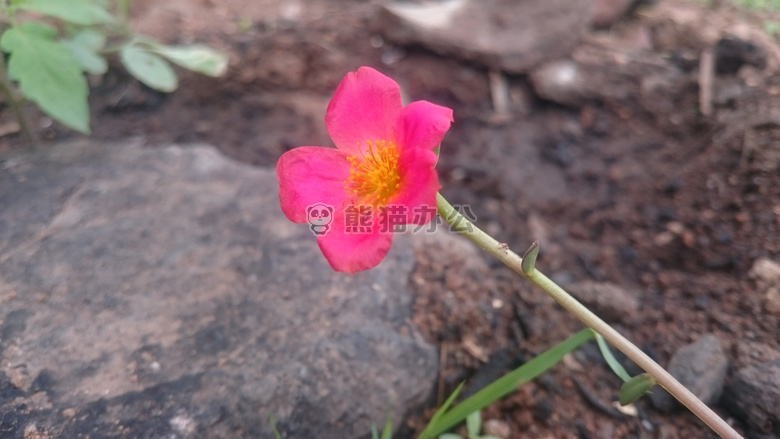 花 印度 粉红色