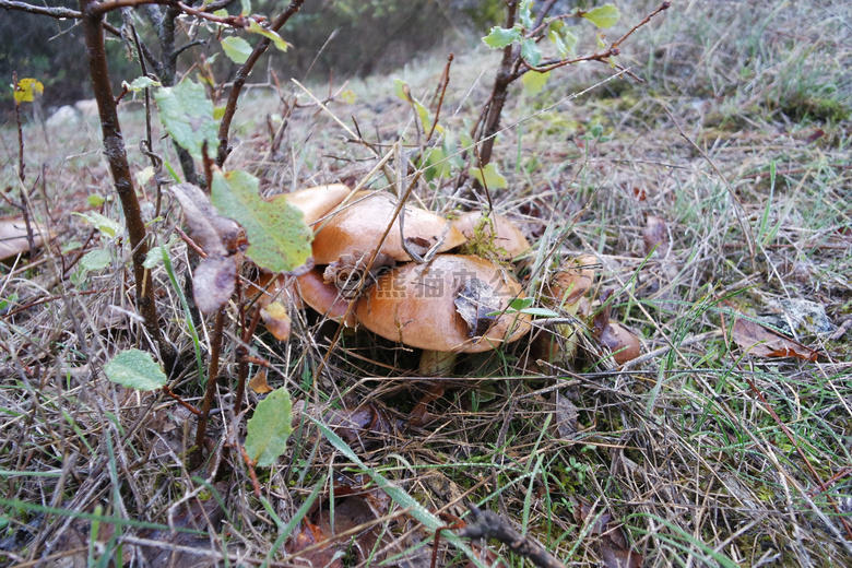 森林 草 丛林