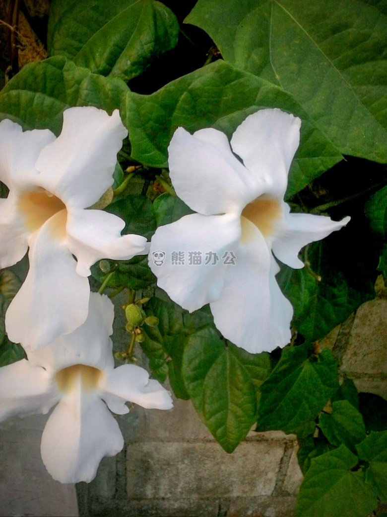 美女 开花 植物学的