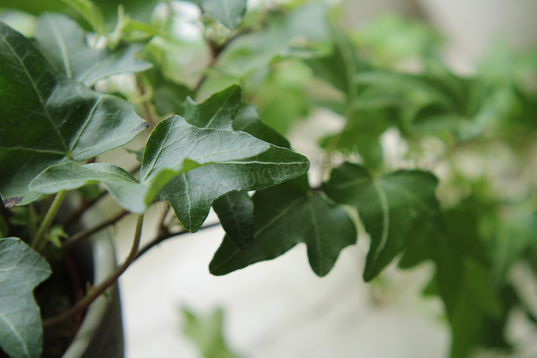 常春藤绿叶植物图片