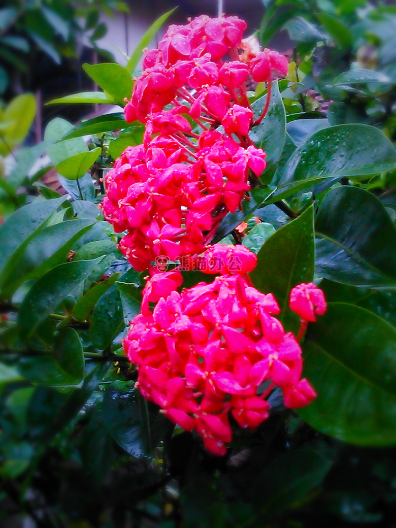 芳香 开花 植物学