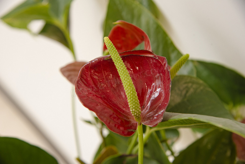 绿植红掌花图片