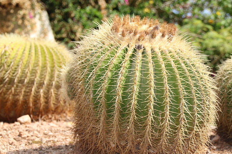 带刺仙人球植物图片