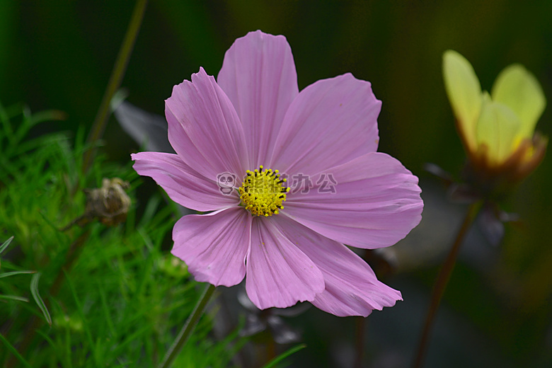 botanique 三色 芙蓉