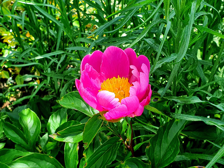 艳丽茶花花朵图片