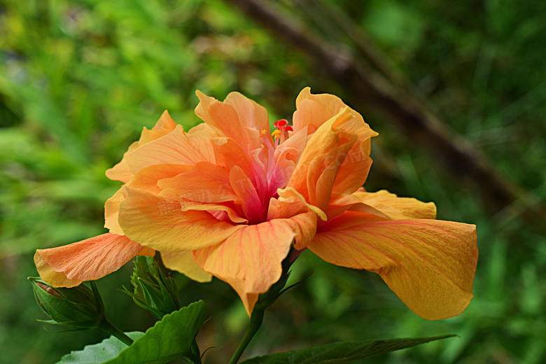 開放橙色芙蓉花圖片