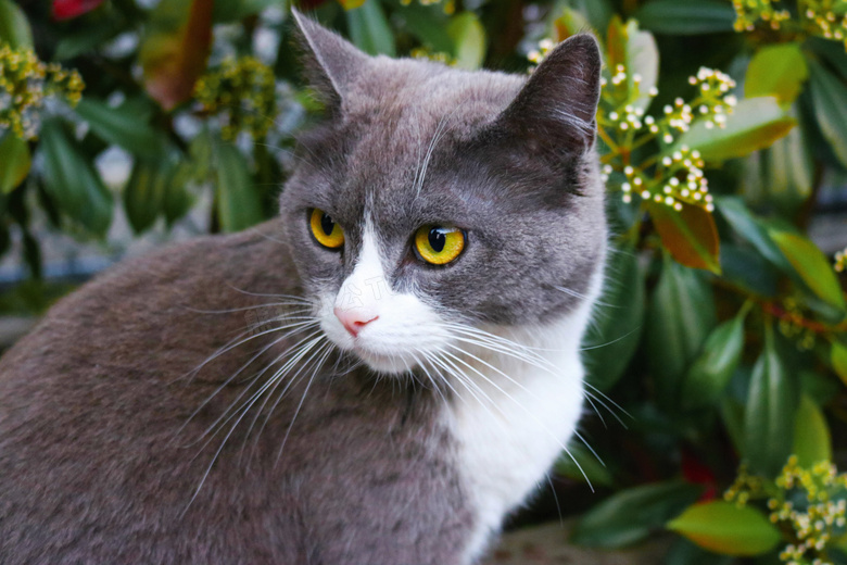 灰黑色宠物猫图片