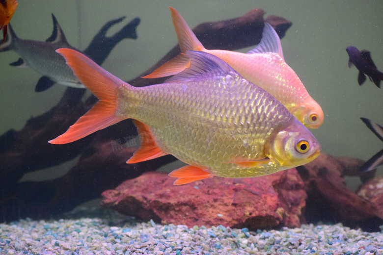 水族馆漂亮观赏鱼儿图片