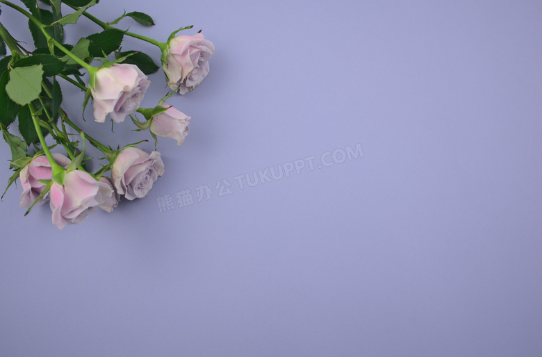 玫瑰花紫色背景图片