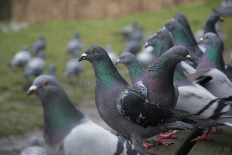 一群灰色观赏鸽子图片