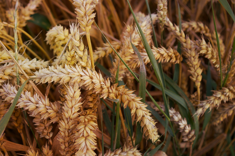 小麦农作物图片