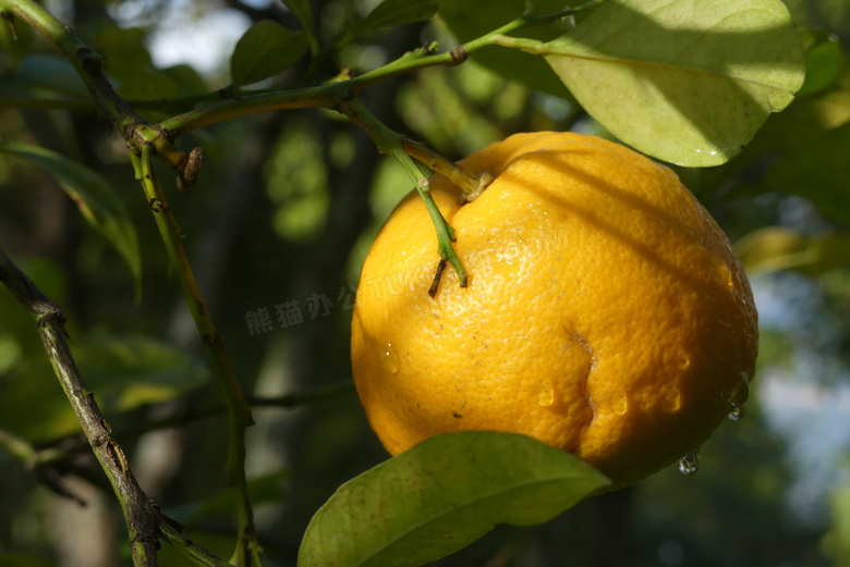 橘子树上成熟的橘子图片