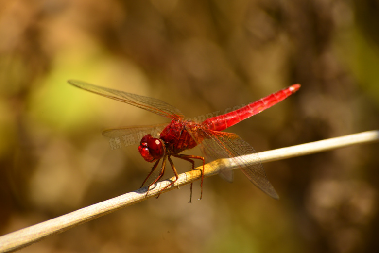 红蜻蜓停靠休息图片