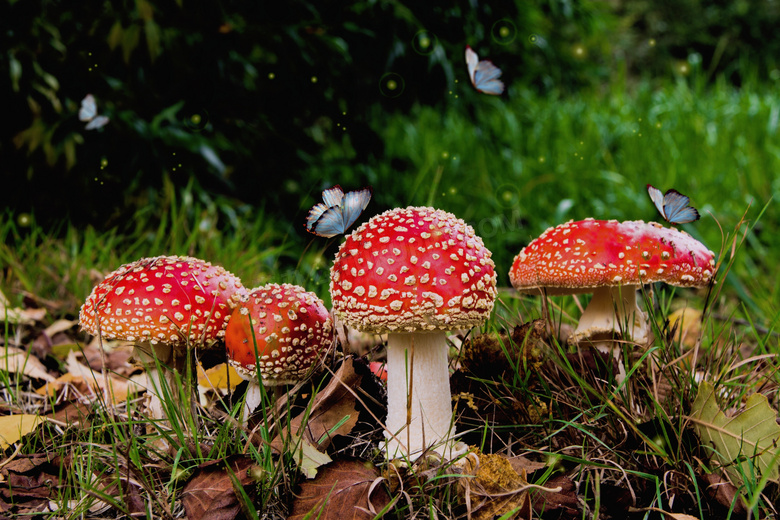 飞木耳野生毒蘑菇图片