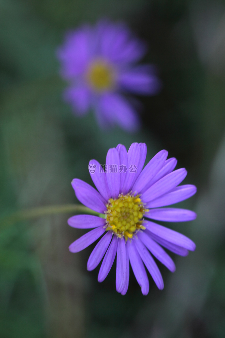 菊花 花 薰衣草