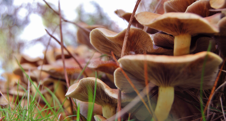 地面菌菇摄影图片