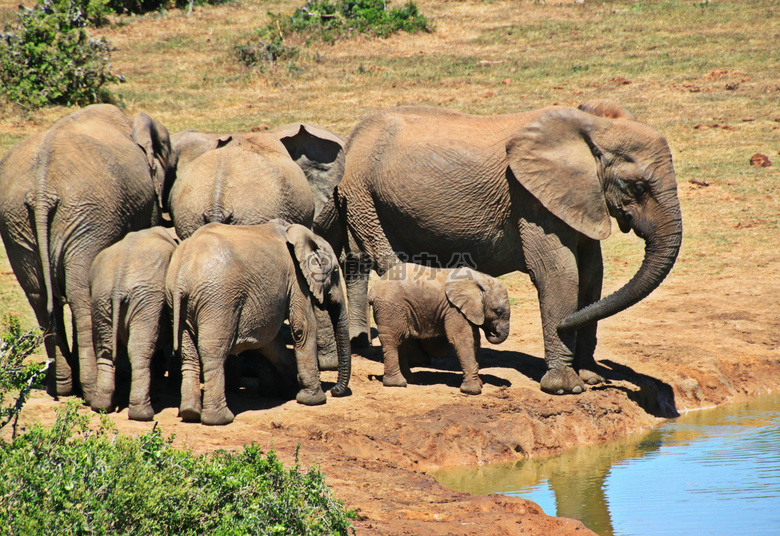 非洲 灌木 大象